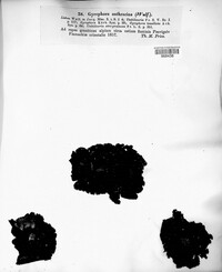 Image of Umbilicaria polyphylla